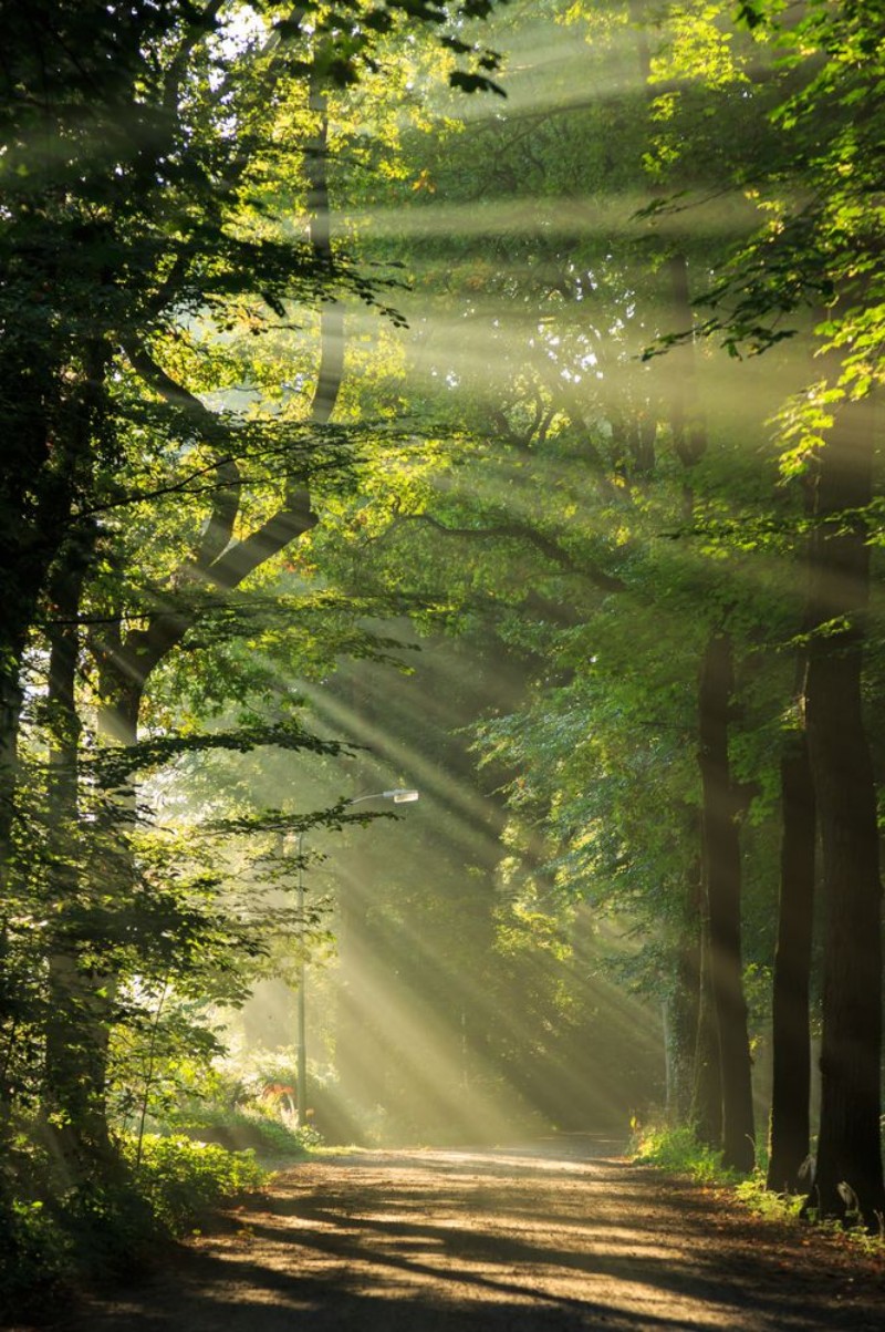 Afbeeldingen van Sun rays shining through the trees in a forrest