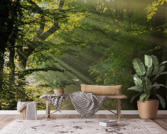 Picture of Sun rays shining through the trees in a forrest