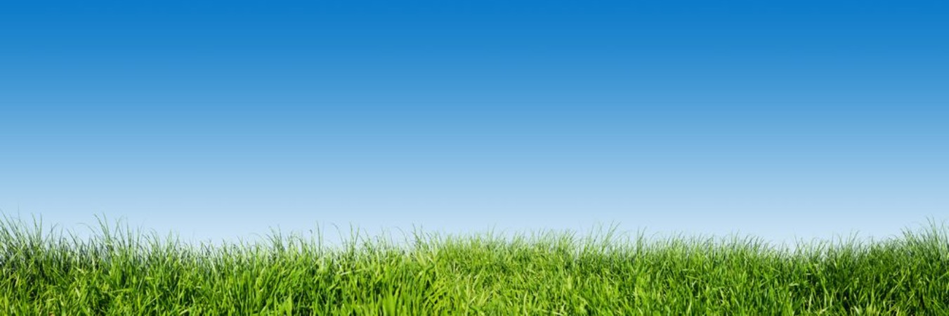 Afbeeldingen van Green grass on blue clear sky spring nature theme Panorama