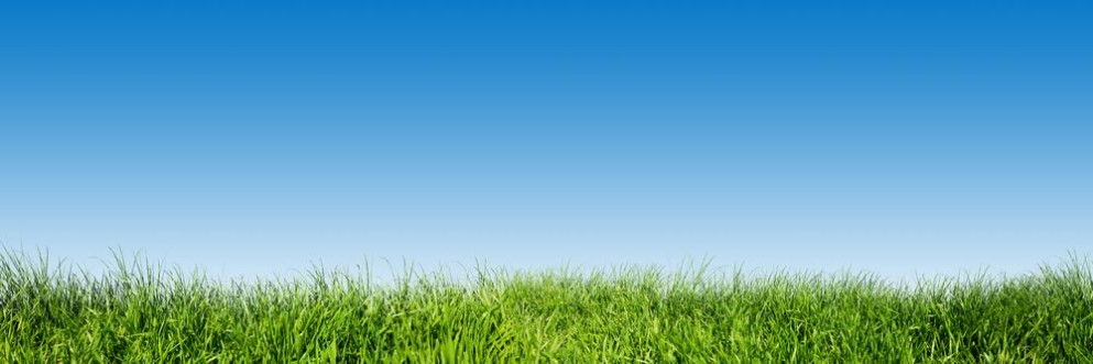 Green grass on blue clear sky spring nature theme Panorama photowallpaper Scandiwall