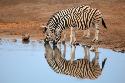Image de Plains Zebras drinking water Etosha National Park