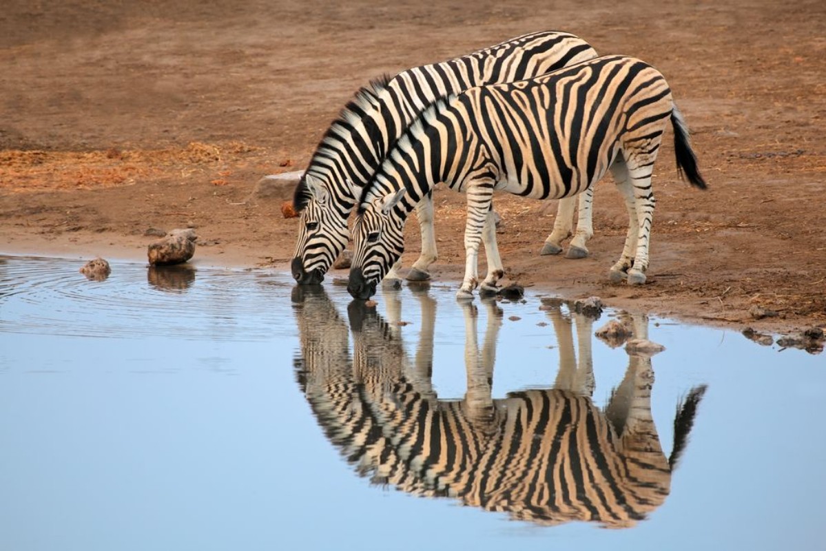 Afbeeldingen van Plains Zebras drinking water Etosha National Park