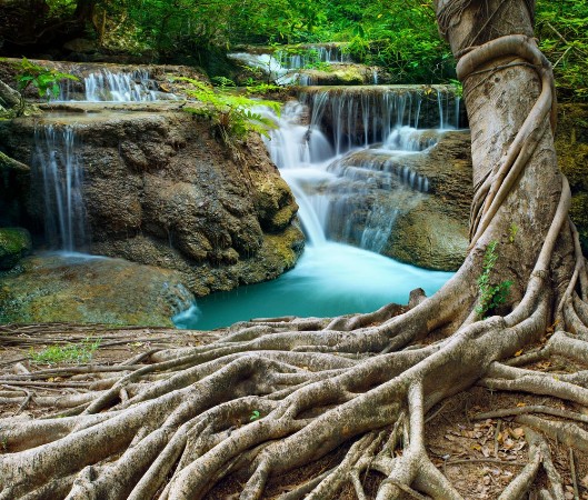 Afbeeldingen van Banyan tree and limestone waterfalls in purity deep forest use n