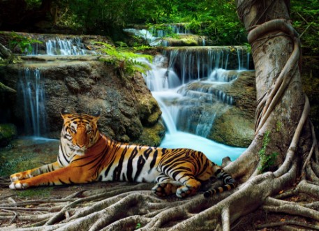 Afbeeldingen van Indochina tiger lying with relaxing under banyantree against bea