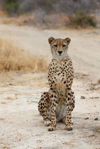 Picture of African Cheetah