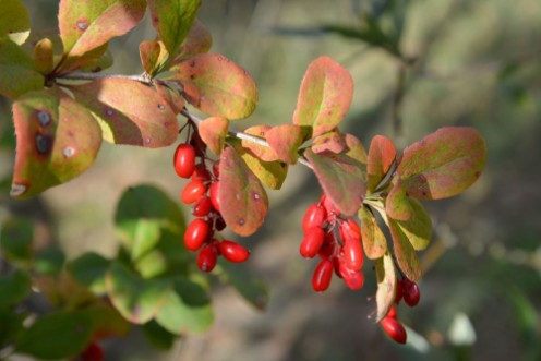 Picture of Branch of a barberry ordinary Berberis vulgaris L with berrie