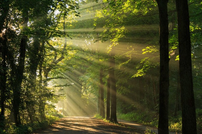 Afbeeldingen van Sun rays shining through the trees in the forrest