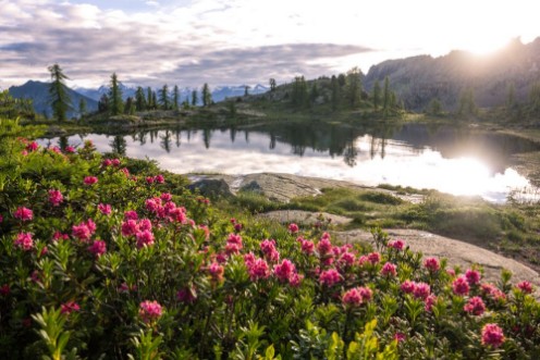 Image de Alba su fiori e lago di montagna