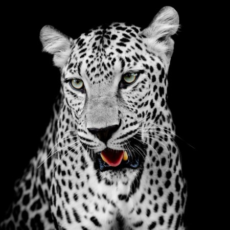Afbeeldingen van Leopard portrait