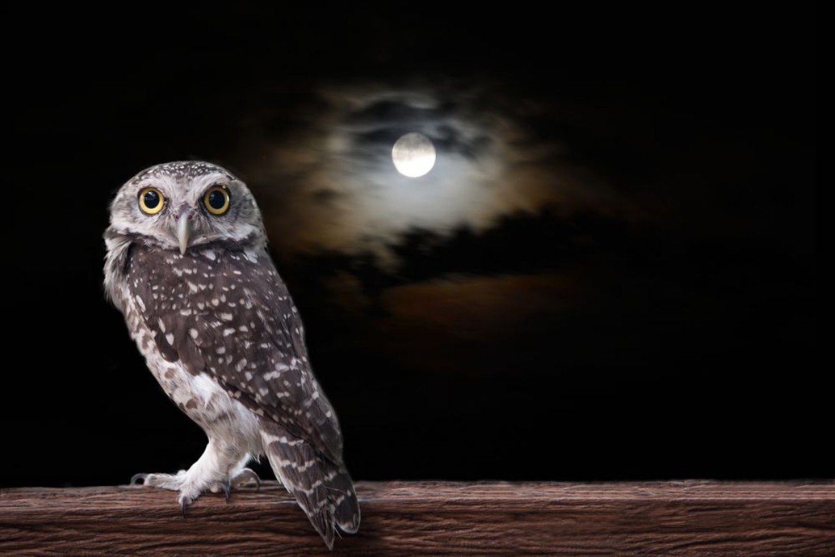 Bild på Owl and full moon