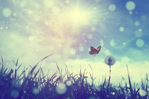 Bild på Butterfly and dandelion