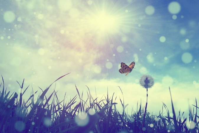 Picture of Butterfly and dandelion