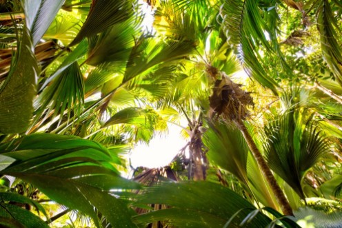 Picture of Tropical rain forest in Valle de Mai Praslin Seychelles