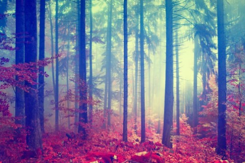 Image de Magic color vintage forest