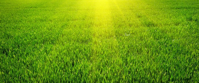 Bild på Green lawn for background