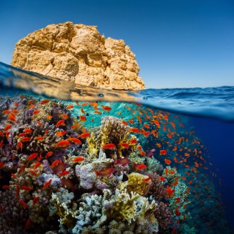 Picture of Red Sea
