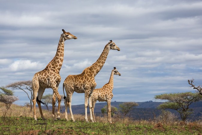 Afbeeldingen van Giraffes in game reserve