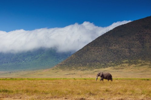 Afbeeldingen van Large male elephant walking in the savannah