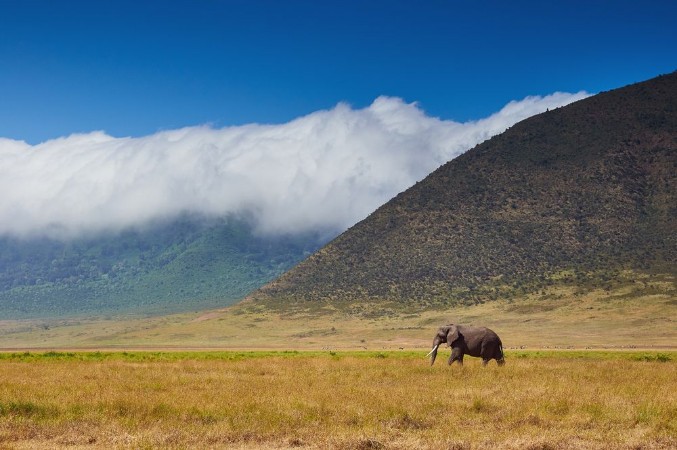 Bild på Large male elephant walking in the savannah
