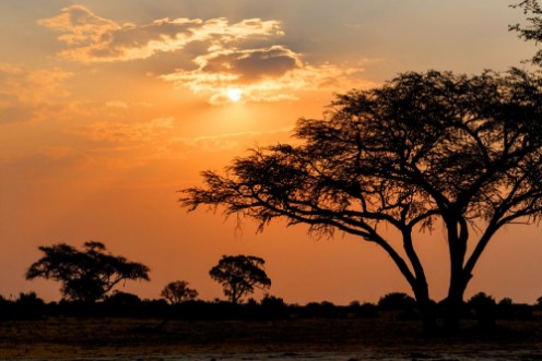 Bild på African sunset with tree in front