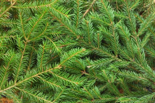 Picture of Fir tree background