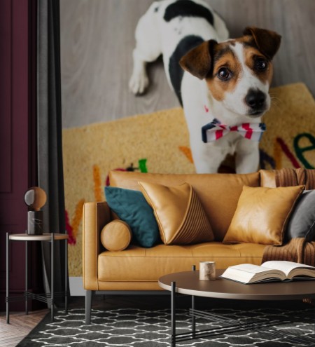 Image de Cute dog posing on the carpet