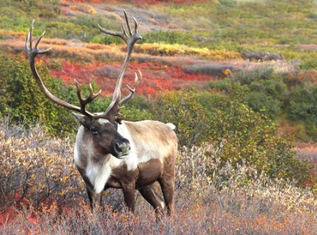 Afbeeldingen van Male Caribou on Fall Tundra Alaska Range