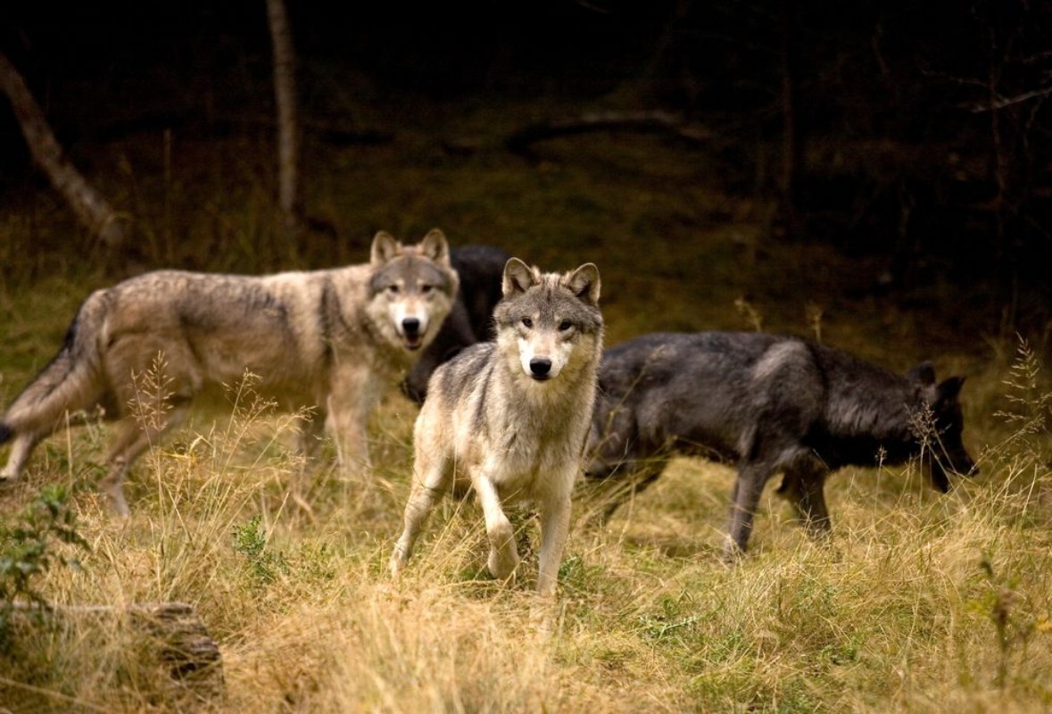 Afbeeldingen van Curious Wolves in field