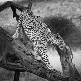 Image de Leopard