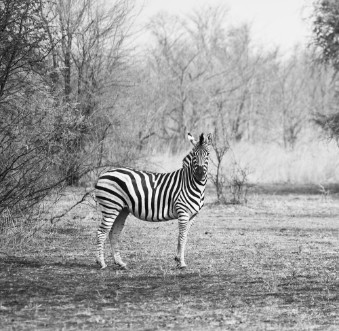 Bild på Zebra in bush