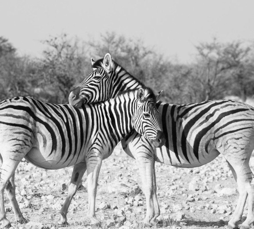 Image de Zebras