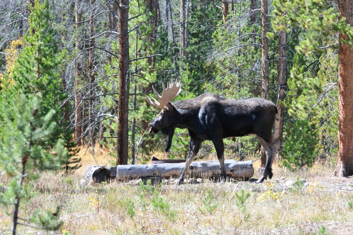 Afbeeldingen van Bull Moose Walking