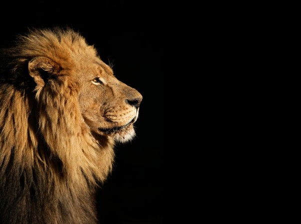 Bild på Portrait of a big male African lion on black