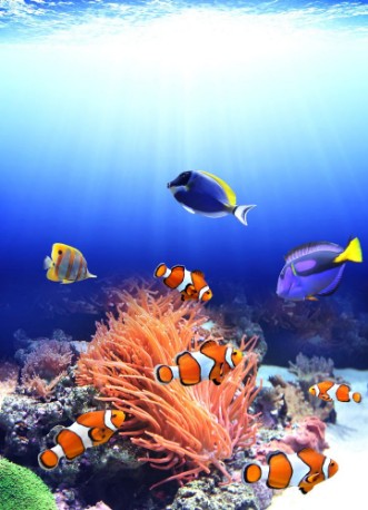 Afbeeldingen van Sea anemone and clown fish