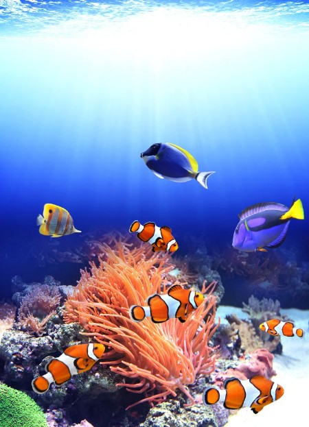 Picture of Sea anemone and clown fish