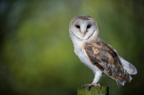 Afbeeldingen van Woodland Barn Owl 2