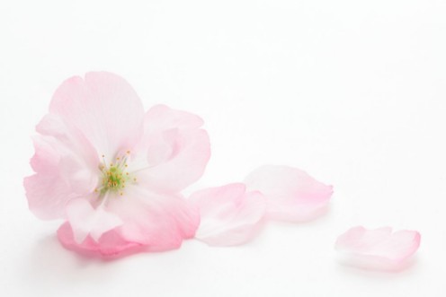 Picture of Closeup of Cherry blossom Asahiyamazakura
