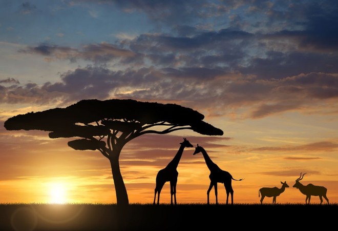 Afbeeldingen van Giraffes with Kudu at sunset
