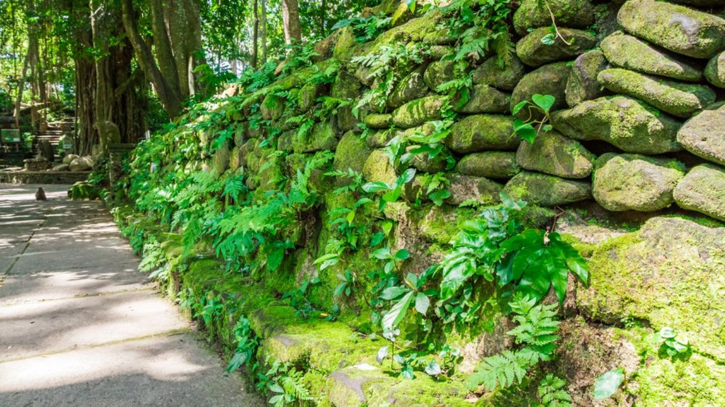 Afbeeldingen van Pavement with stone wall in monkey forest ubud