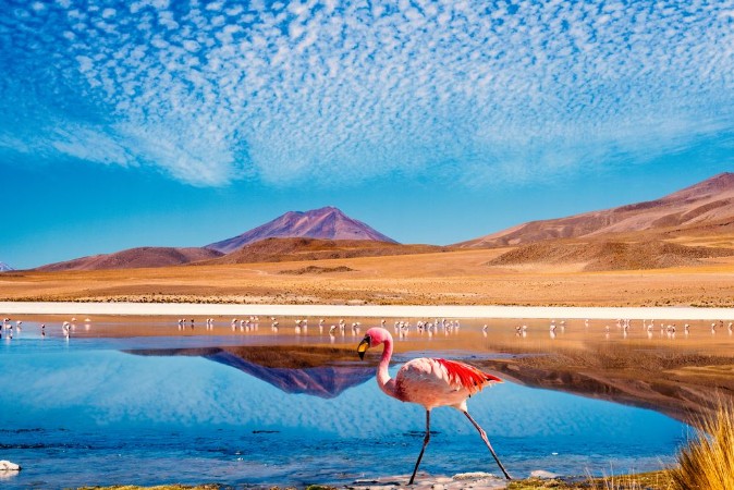 Picture of Lagoon flamingo bolivia