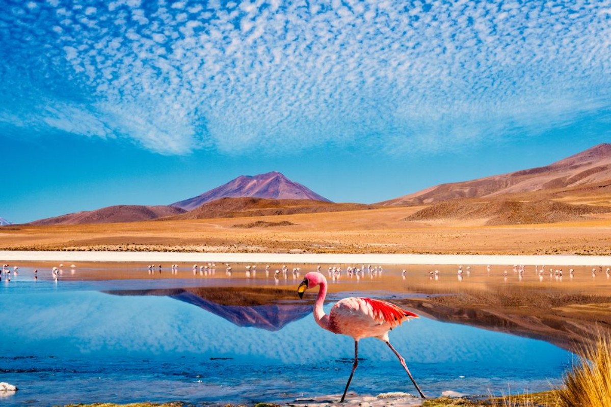 Afbeeldingen van Lagoon flamingo bolivia