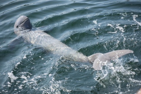 Afbeeldingen van Irrawaddy dolphin swimming in ocean