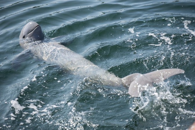 Bild på Irrawaddy dolphin swimming in ocean