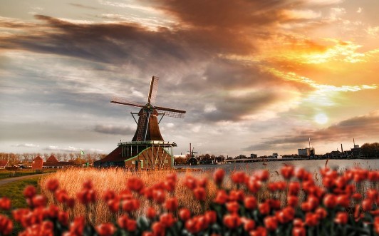 Afbeeldingen van Dutch windmills with red tulips close the Amsterdam Holland