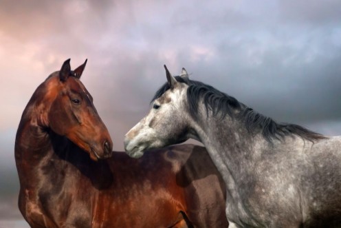Afbeeldingen van Beautiful black and grey colour horse couple in love