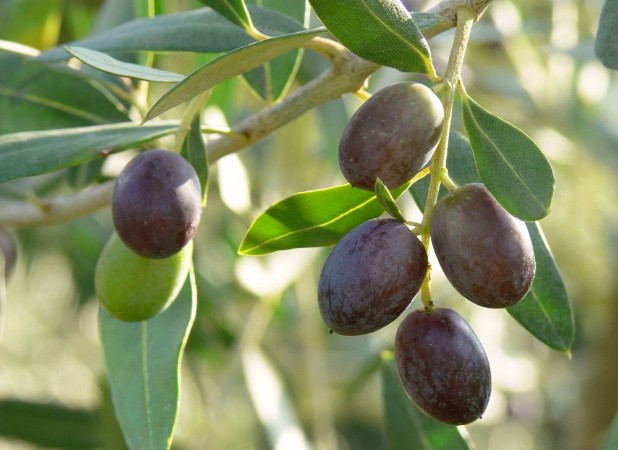 Picture of Olive Olea europaea