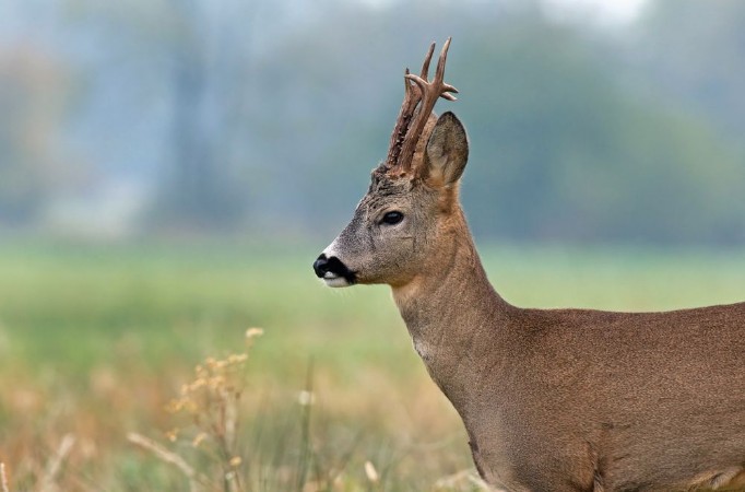 Afbeeldingen van Close up photo of roe deer