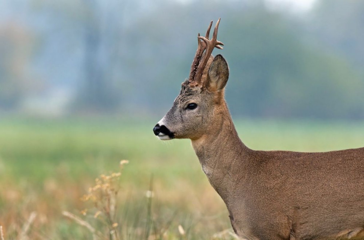 Image de Close up photo of roe deer