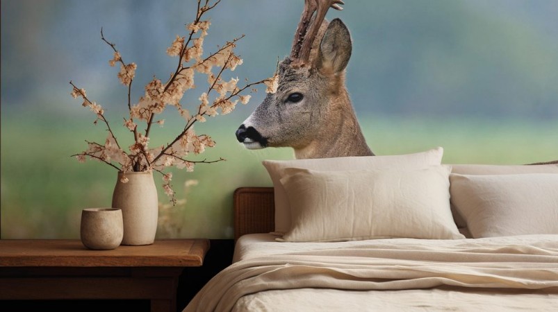 Picture of Close up photo of roe deer