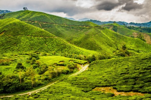 Afbeeldingen van Green Tea Plantation with Path Cameron Highlands Malaysia